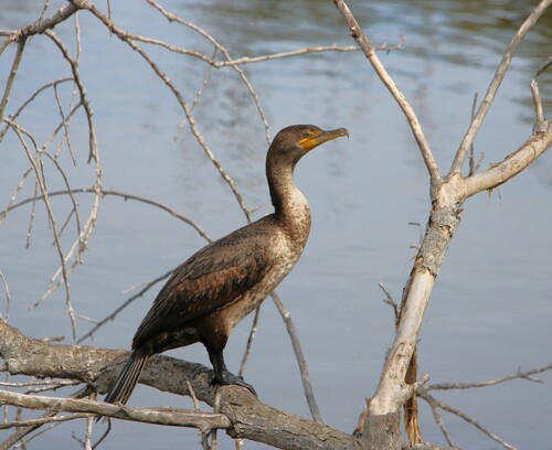 iNaturalist observation photo of Double-crested Cormorant