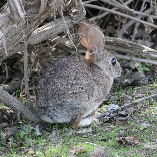 iNaturalist observation photo of Desert Cottontail