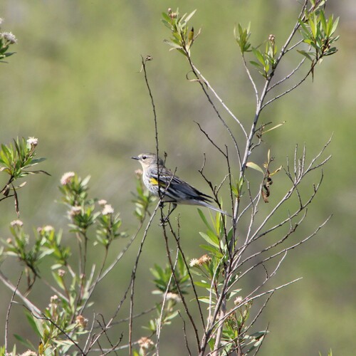 iNaturalist observation photo of Yellow-rumped Warbler