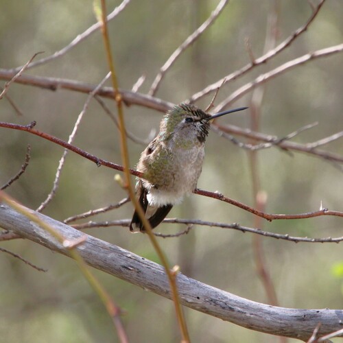 iNaturalist observation photo of Anna's Hummingbird