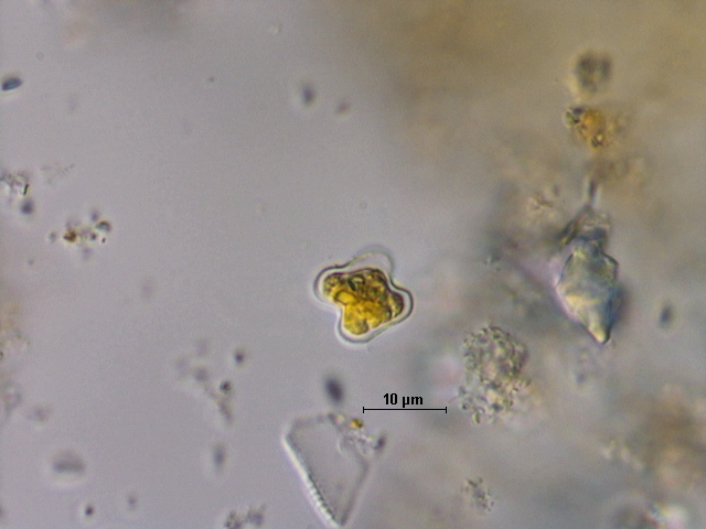 Tetraedriella jovetii