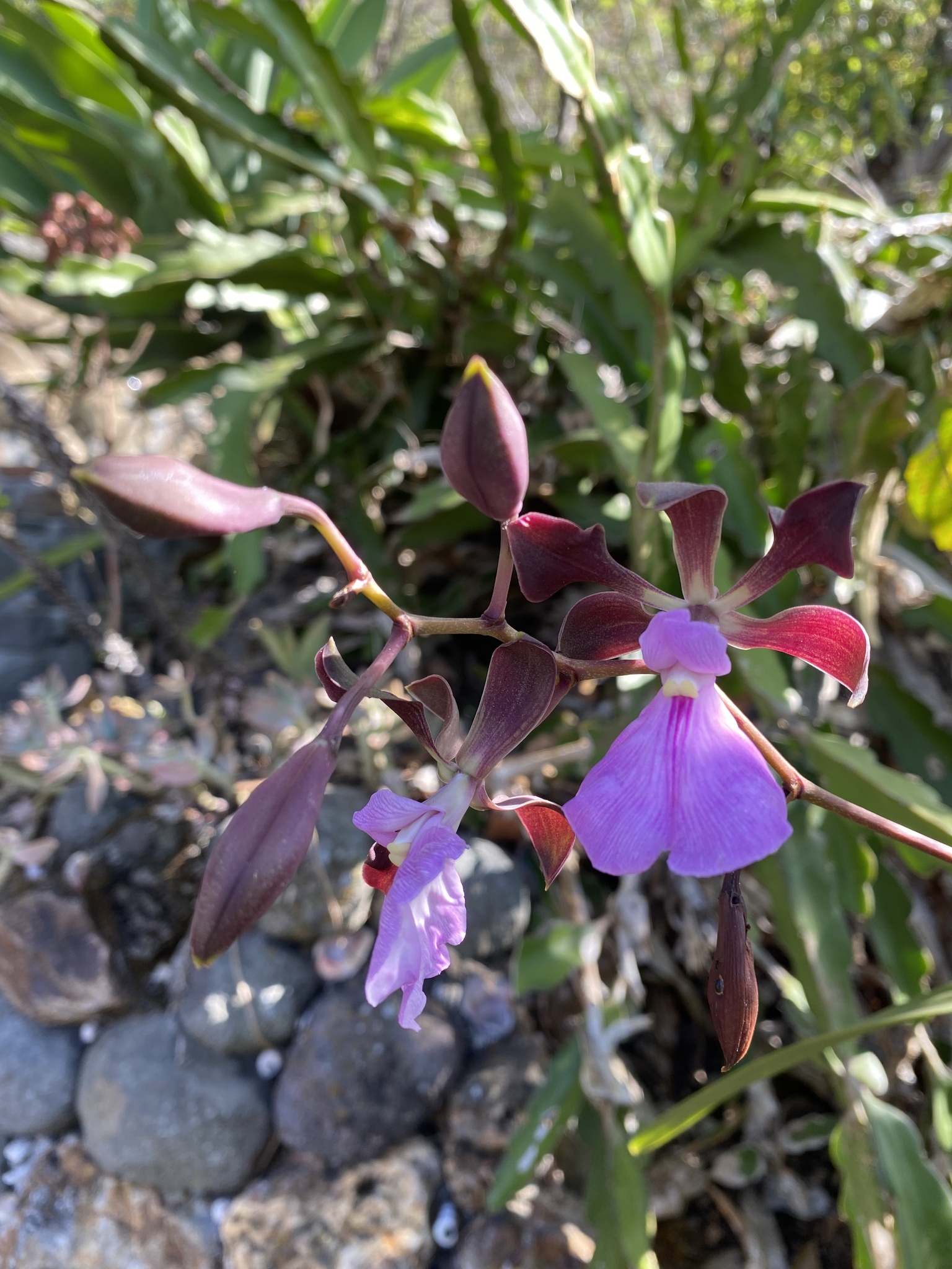 Imagem de Orquídea coração