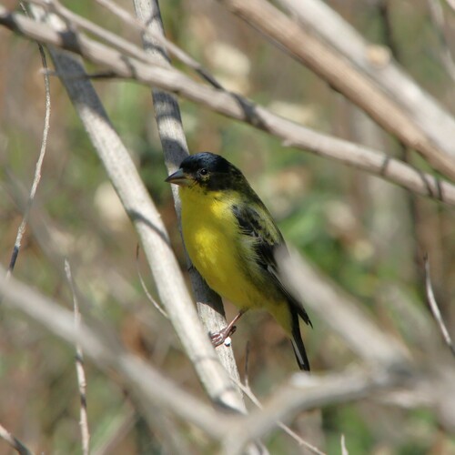 iNaturalist observation photo of Lesser Goldfinch