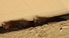 Myotis californicus