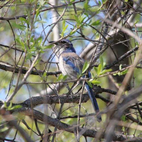 iNaturalist observation photo of California Scrub-Jay
