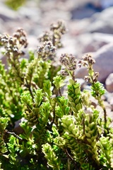 Valeriana alypifolia