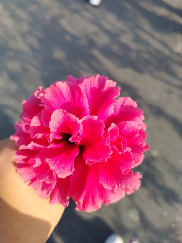 Foto de Cravo