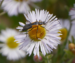 Chauliognathus deceptus