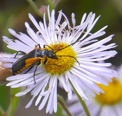 Chauliognathus deceptus