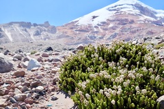 Valeriana alypifolia