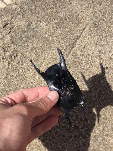 Photo of Spotted Ray (Raja montagui)