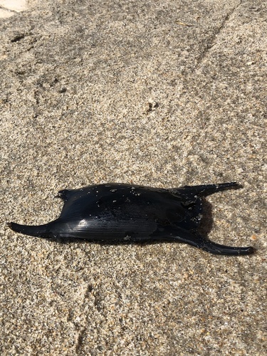 Photo of Spotted Ray (Raja montagui)