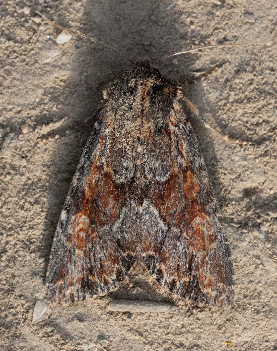 Apamea auranticolor