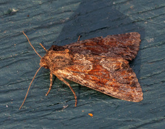 Apamea auranticolor