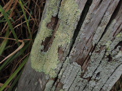 Flavoparmelia haywardiana