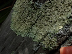 Flavoparmelia haywardiana