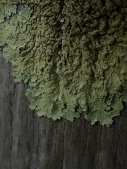 Flavoparmelia haywardiana