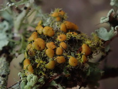 Teloschistes sieberianus