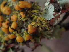 Teloschistes sieberianus
