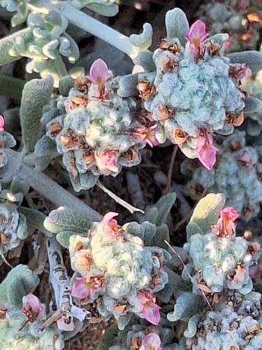 Teucrium micropodioides