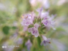 Ziziphora clinopodioides