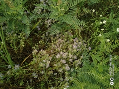 Ziziphora clinopodioides