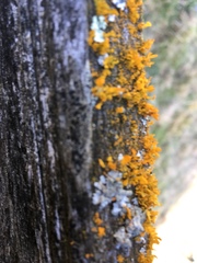 Teloschistes velifer