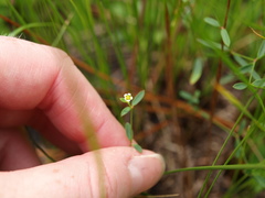 Euphorbia curtisii
