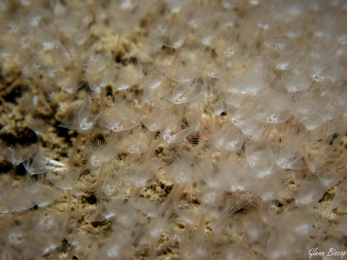Sand horseshoe worm, Schouwen-Duiveland, Nederland, photo 7 of 10