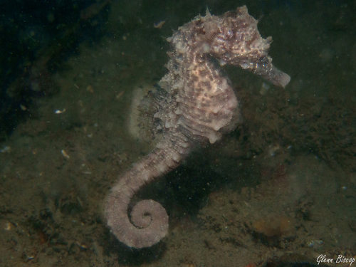 Short-snouted Seahorse, Zeeuwse meren, 158_13_400, NL, photo 9 of 10