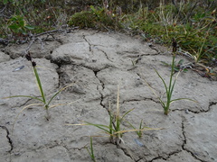 Carex membranacea