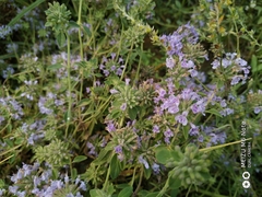 Ziziphora clinopodioides