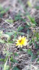 Asteraceae