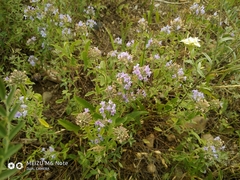 Ziziphora clinopodioides