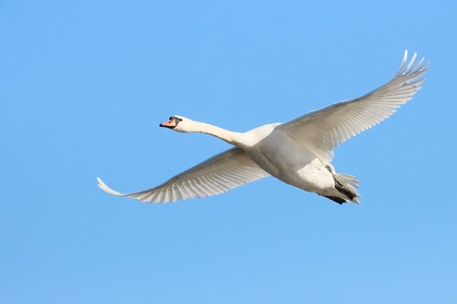 Cygne tuberculé