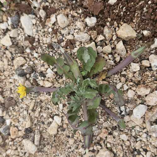Annual Hyoseris