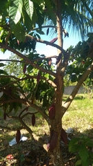 Theobroma cacao