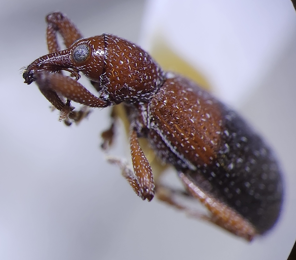 Bicolored Myrmex