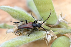 Stenocorus