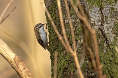 Agateador euroasiático (Certhia familiaris)
