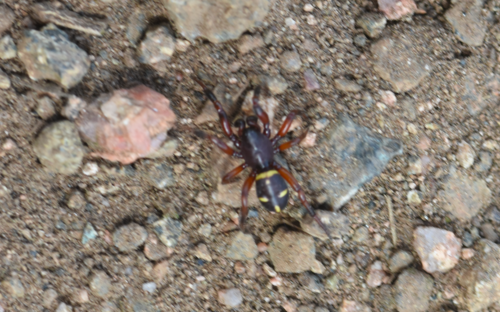 Ant Comb-Footed Spider