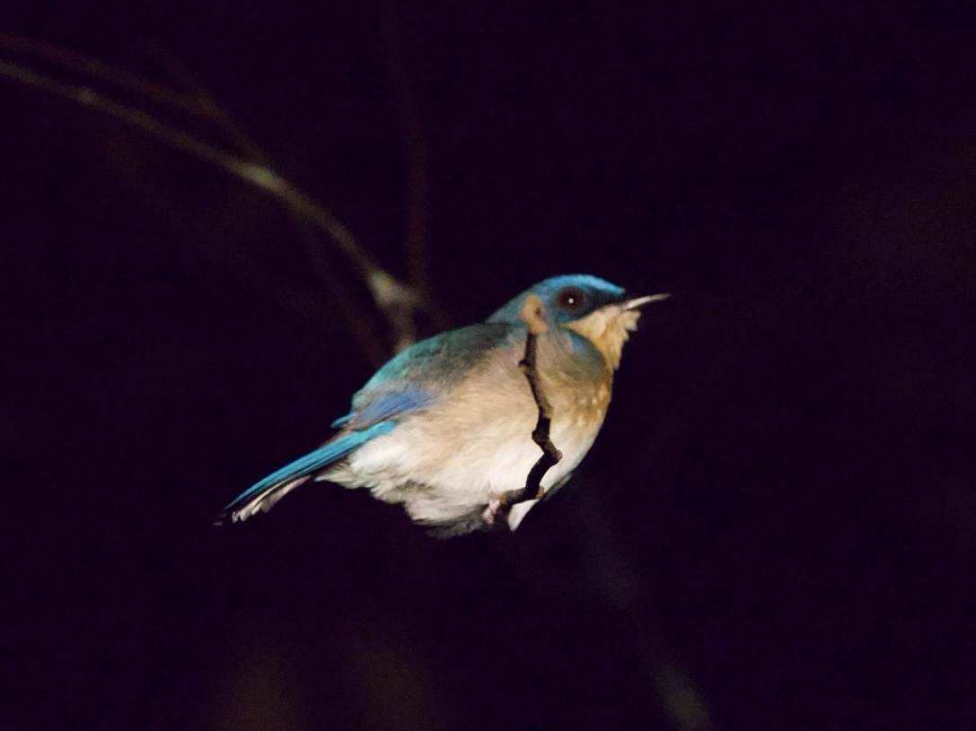 Malaysian Blue Flycatcher (Cyornis turcosus), photo 3