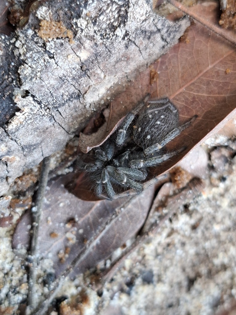Allothele regnardi