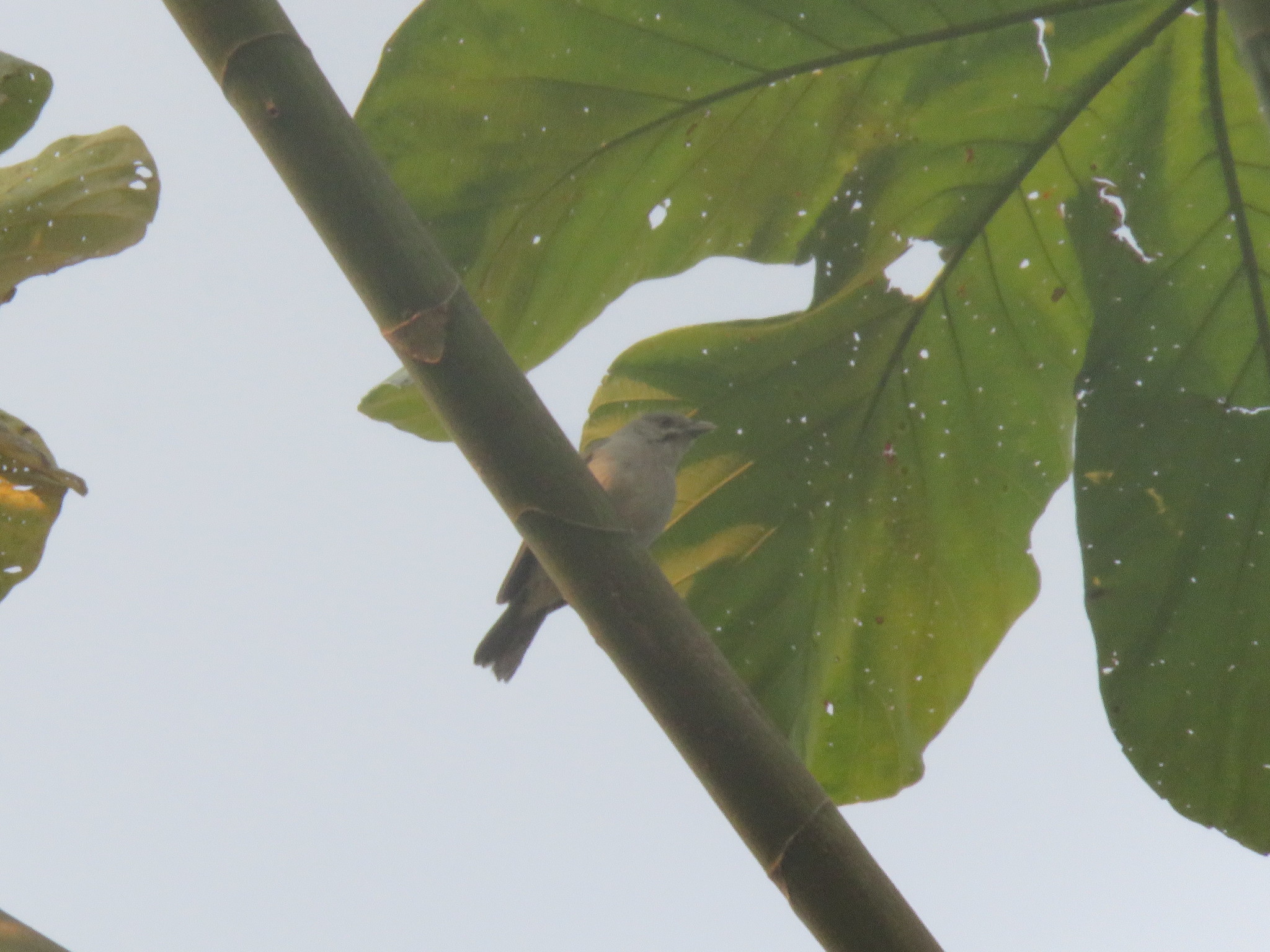 Pearly-breasted Conebill (Conirostrum margaritae), photo 1