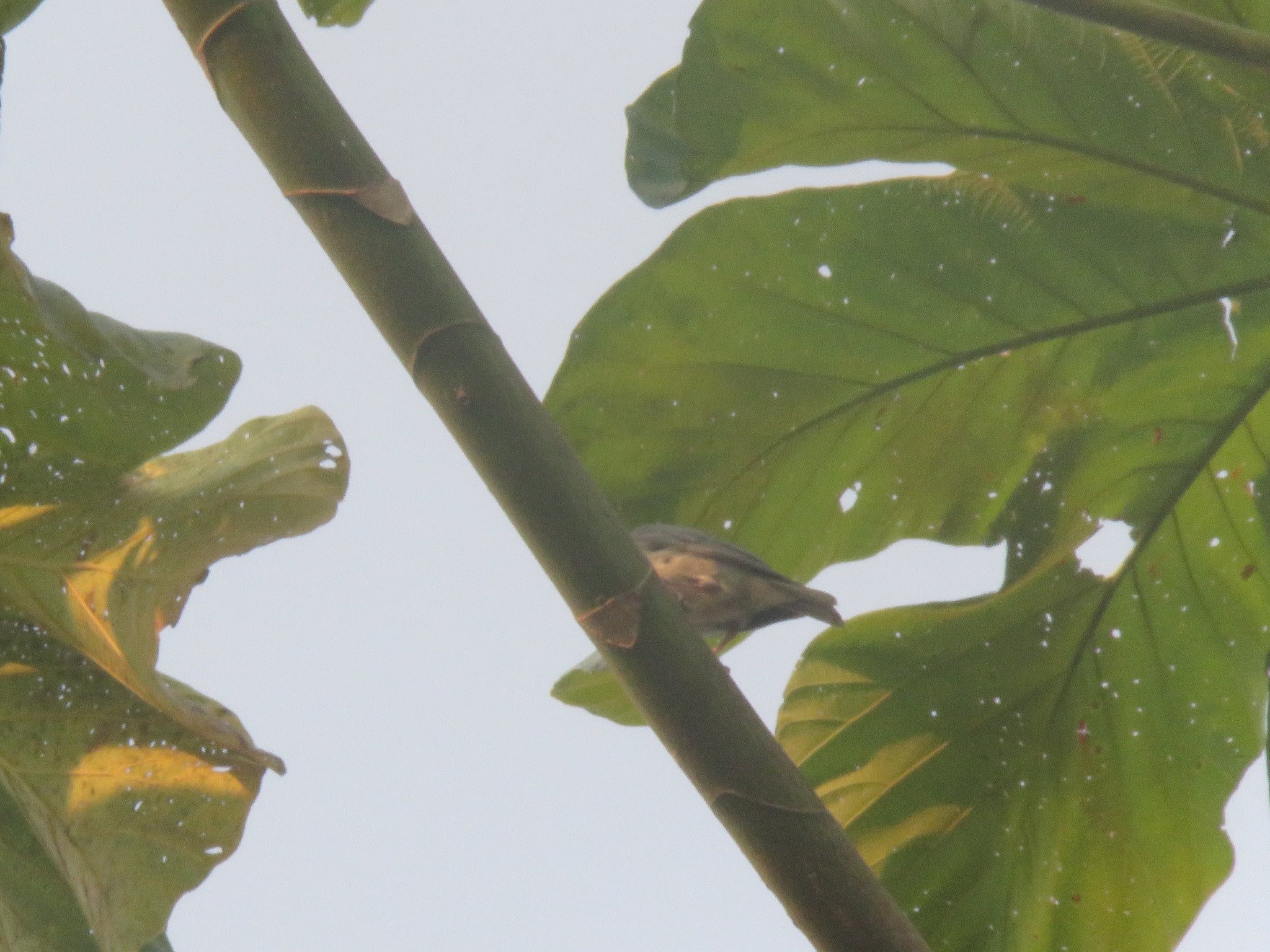 Pearly-breasted Conebill (Conirostrum margaritae), photo 3