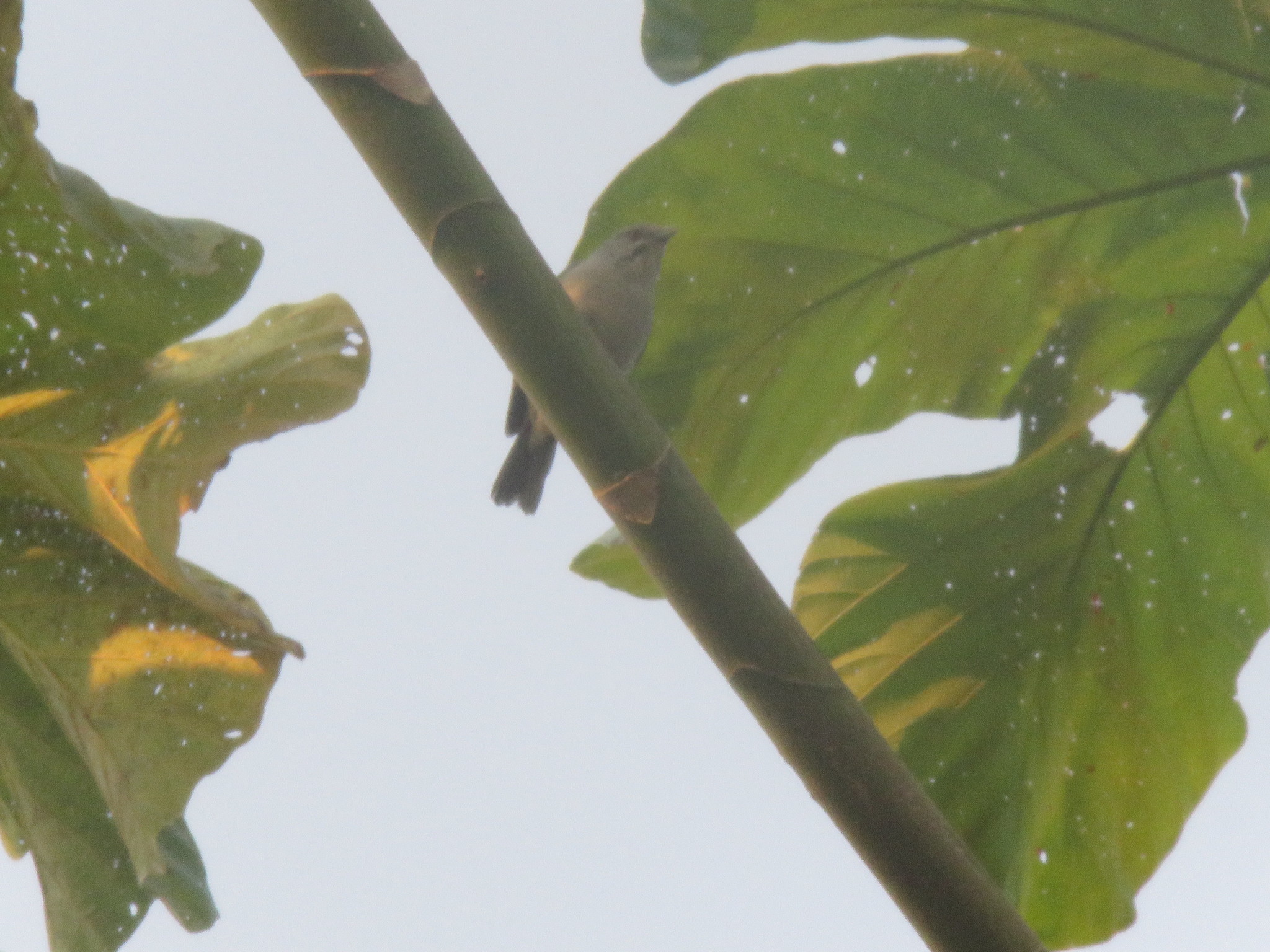 Pearly-breasted Conebill (Conirostrum margaritae), photo 2