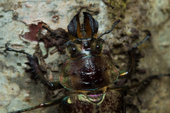 Sphaenognathus giganteus