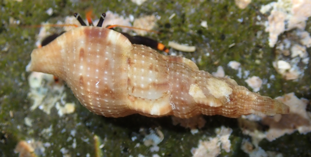 Colubraria jordani