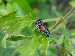 Megalostomis pyropyga