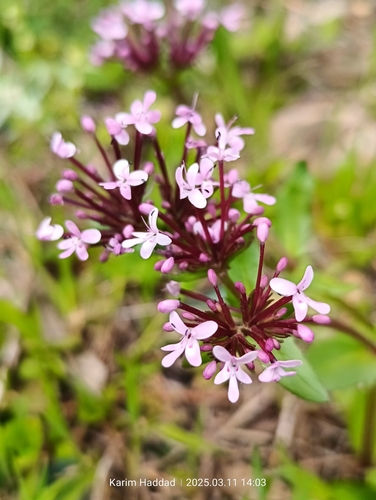 Image of Fedia graciliflora by (c) Karim Haddad, some rights reserved (CC BY)